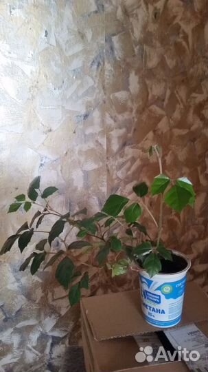 Cортовые комнатныЭпифиллум(Epiphyllum) тидеи.циссу