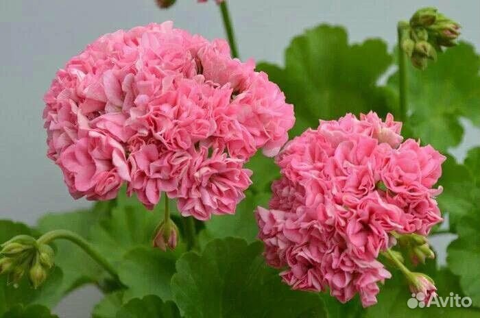 Пеларгония