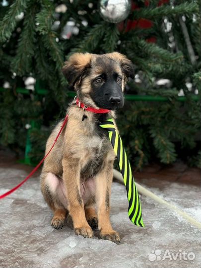 Щенок мальчик