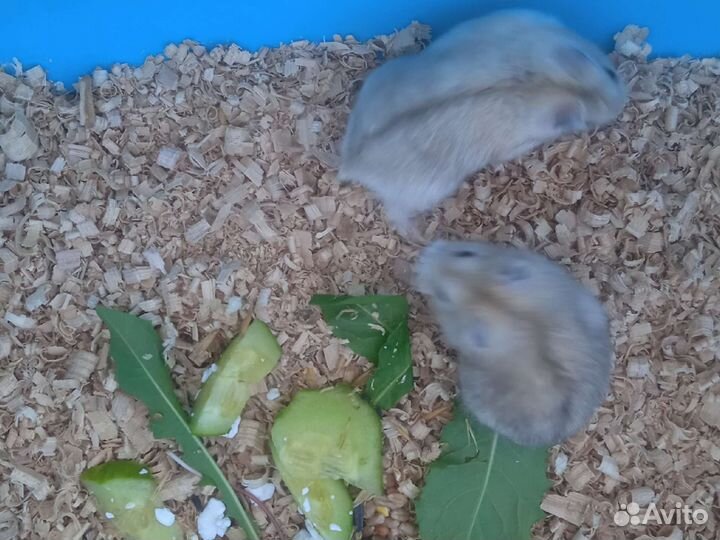 Джунгарские хомячки (клетки, корм)