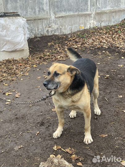 Отличный пёс охранник