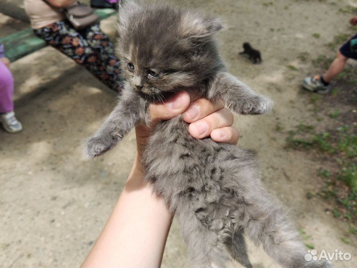 Котята в добрые руки 1 месяц