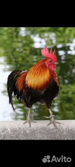 Петухи