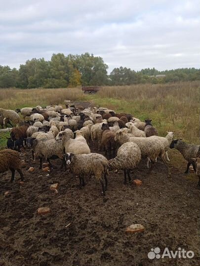 Животные,мясо, романовские овцы, баранина