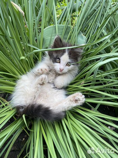 Отдам в добрые руки