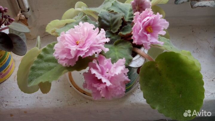 Фиалка (сенполия) 