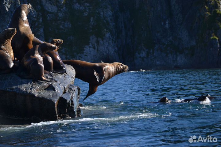Морские прогулки на катере камчатка