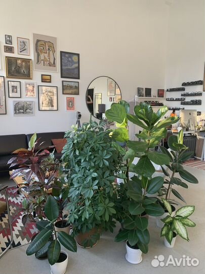 Фотостудия