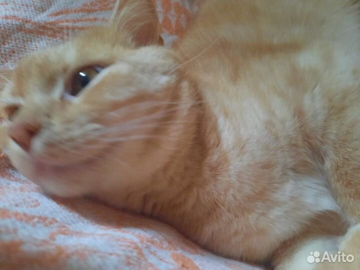 Котик Рыжик ждет любящее сердце