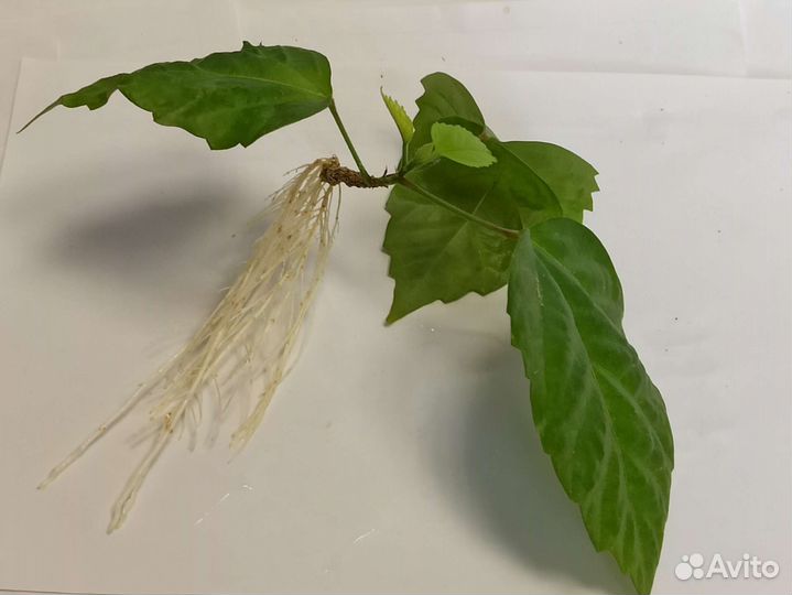 Комнатные цветы, фикусы, традесканции, юкка