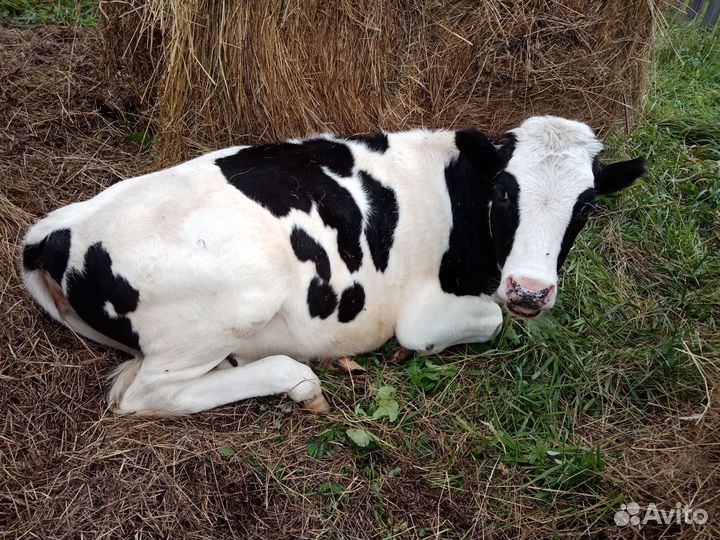 Коровы телки