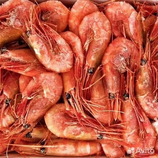 Креветка северная