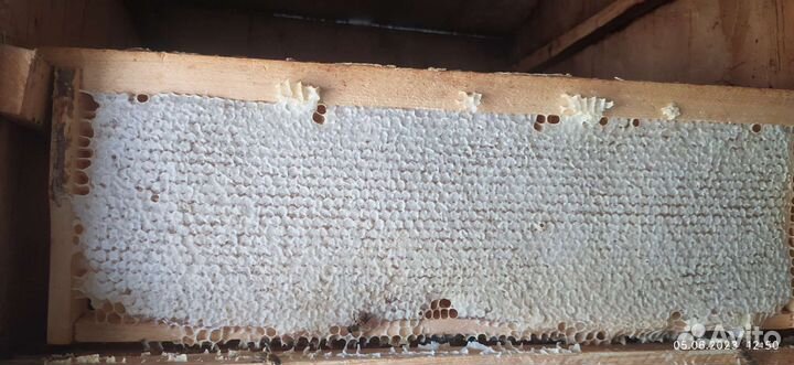 Мёд натуральный 2023г