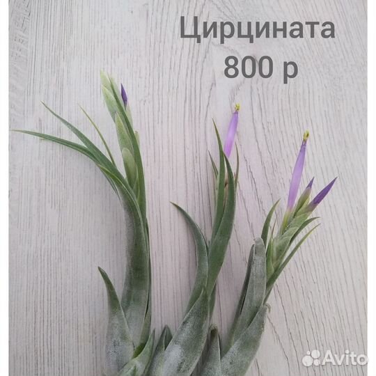 Тилландсии цветущие