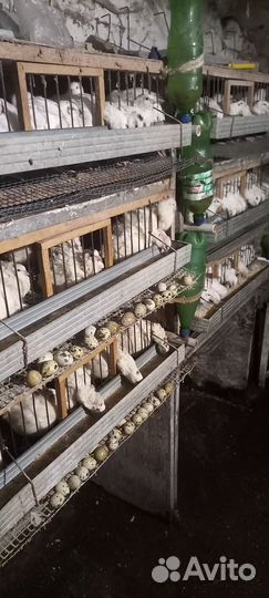 Мясо гуся индейки петуха