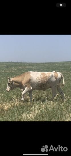 Телка 3 года
