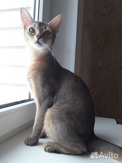 Вариативные котята