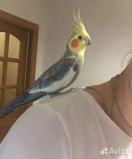 Попугай корелла ручные