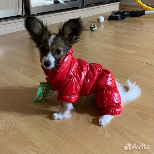 Одежда для собак