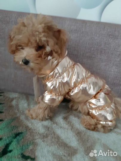 Одежда для маленьких собак