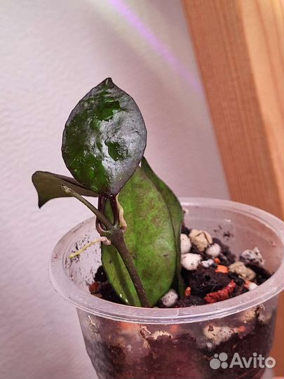 Хойи: нова ghost, вайети, розита, лакуноза эскимо