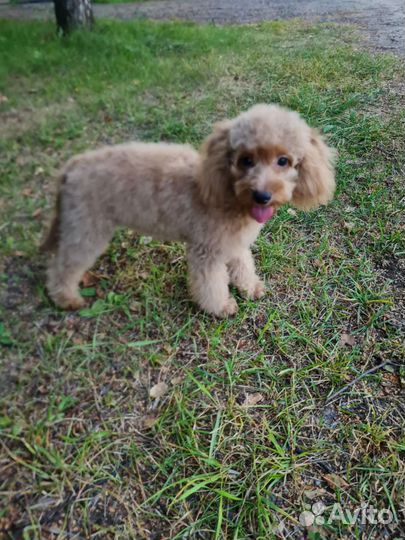 Пудель девочка