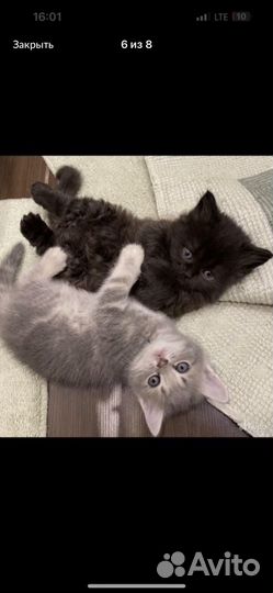 Британские котята