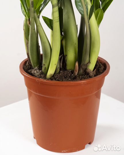 Цветок Замиокулькас в горшке