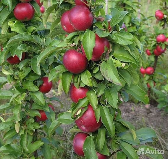 Колонновидная яблоня Поэзия