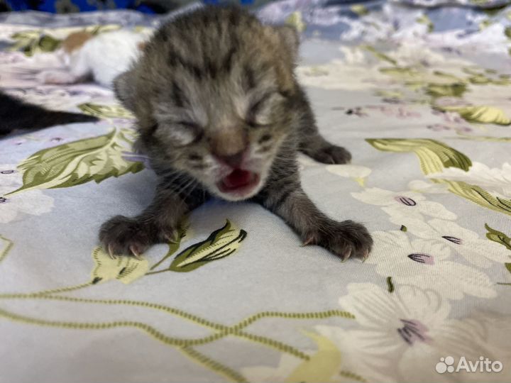 Кошки в добрые руки