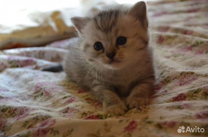 Шотландские котята