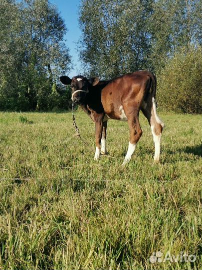 Телята телочки