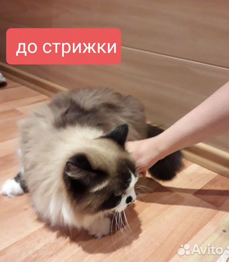 Груминг кошек