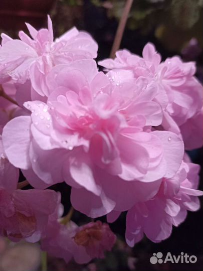 Пеларгония герань сортовая