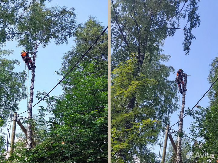 Спил деревьев на участке и расчистка участка от де