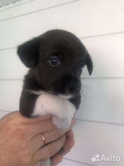 Щенки метисы джек рассел