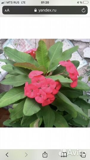 Спатифиллум