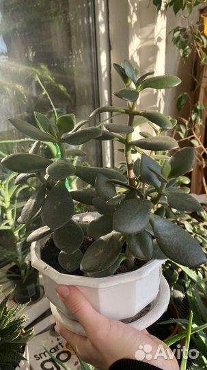 Комнатные цветы