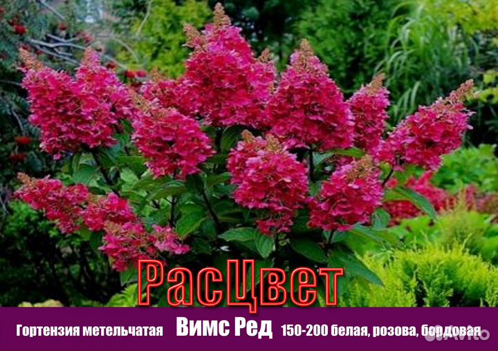 Гортензия метельчатая