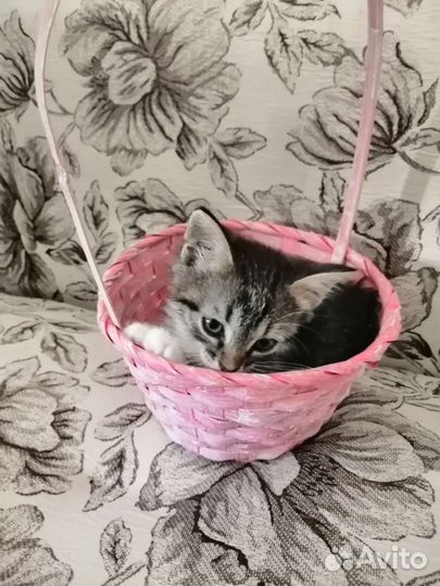 Котенок в добрые руки