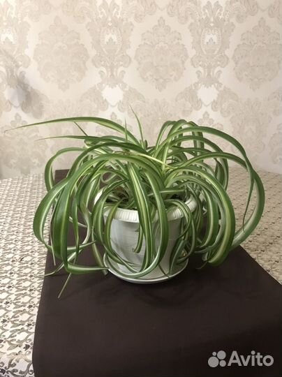 Хлорофитум кудрявый