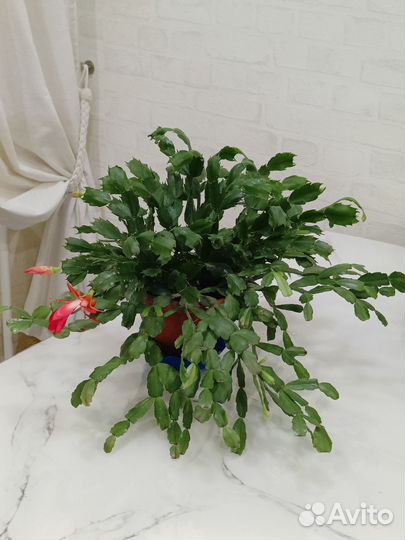 Комнатные растения цветы