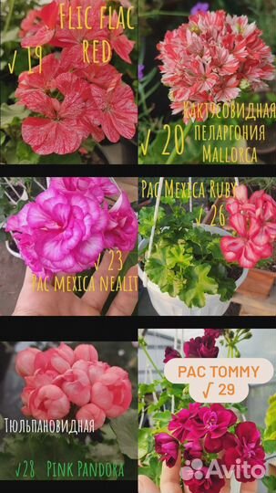 Пеларгонии сортовые
