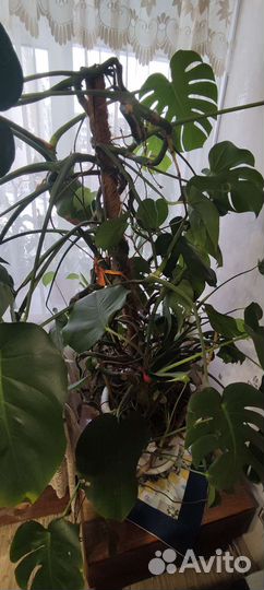 Комнатные цветы