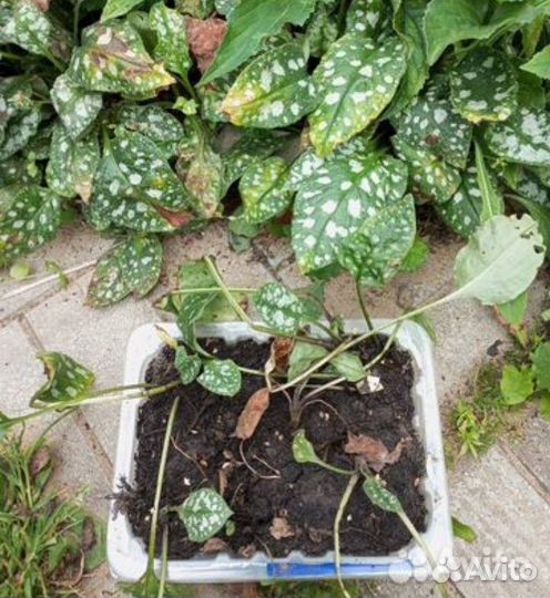 Девичья ромашка, медуница, хелоне, физостегия