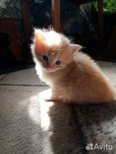 Котята