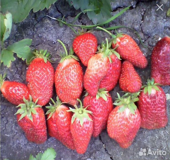 Саженцы клубники/виктории крупноплодной