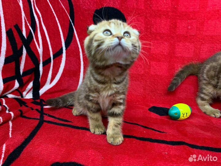 Шотландские вислоухие котята мраморные