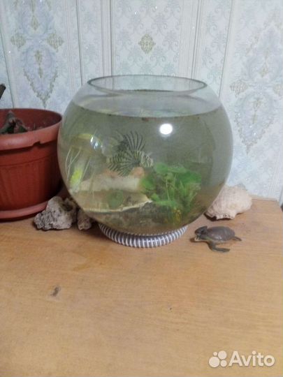 Аквариум