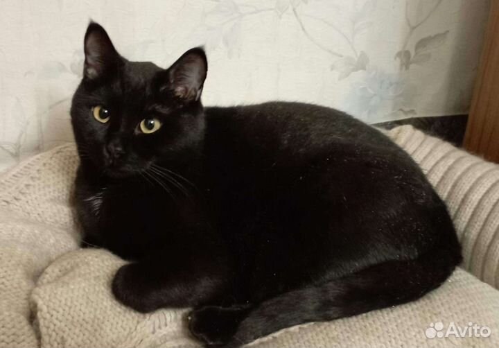 Котик Лёлик